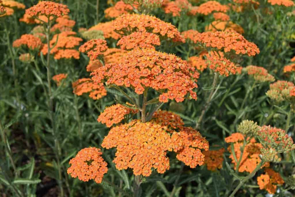 Achillea 'Terracotta' ---